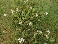 Cochlearia anglica 10, Engels lepelblad, Saxifraga-Ed Stikvoort