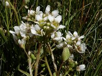 Cochlearia anglica 11, Engels lepelblad, Saxifraga-Ed Stikvoort