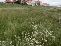 Cochlearia anglica 12, Engels lepelblad, Saxifraga-Ed Stikvoort