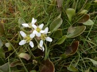 Cochlearia anglica 2, Engels lepelblad, Saxifraga-Ed Stikvoort