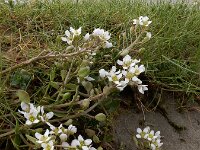 Cochlearia anglica 3, Engels lepelblad, Saxifraga-Ed Stikvoort