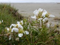 Cochlearia anglica 4, Engels lepelblad, Saxifraga-Ed Stikvoort