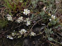 Cochlearia anglica 5, Engels lepelblad, Saxifraga-Ed Stikvoort