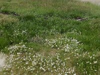 Cochlearia anglica 6, Engels lepelblad, Saxifraga-Ed Stikvoort