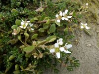 Cochlearia anglica 7, Engels lepelblad, Saxifraga-Ed Stikvoort