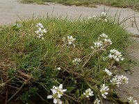 Cochlearia anglica 8, Engels lepelblad, Saxifraga-Ed Stikvoort