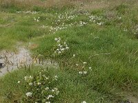 Cochlearia anglica 9, Engels lepelblad, Saxifraga-Ed Stikvoort