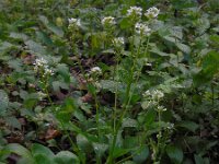 Cochlearia pyrenaica 14, Zinklepelblad, Saxifraga-Ed Stikvoort