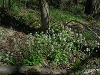 Cochlearia pyrenaica 16, Zinklepelblad, Saxifraga-Ed Stikvoort