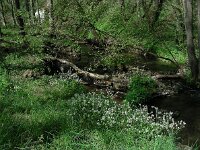 Cochlearia pyrenaica 19, Zinklepelblad, Saxifraga-Ed Stikvoort