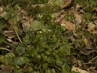 Cochlearia pyrenaica 2, Zinklepelblad, Saxifraga-Willem van Kruijsbergen