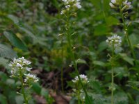 Cochlearia pyrenaica 23, Zinklepelblad, Saxifraga-Ed Stikvoort