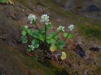 Cochlearia pyrenaica 24, Zinklepelblad, Saxifraga-Ed Stikvoort