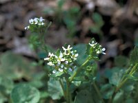 Cochlearia pyrenaica 25, Zinklepelblad, Saxifraga-Jan van der Straaten
