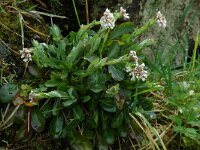 Cochlearia pyrenaica 3, Zinklepelblad, Saxifraga-Willem van Kruijsbergen