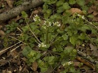 Cochlearia pyrenaica 4, Zinklepelblad, Saxifraga-Willem van Kruijsbergen