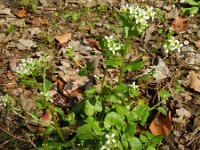 Cochlearia pyrenaica 8, Zinklepelblad, Saxifraga-Rutger Barendse
