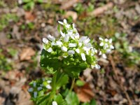 Cochlearia pyrenaica 9, Zinklepelblad, Saxifraga-Rutger Barendse