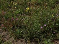 Coincya monensis 15, Muurbloemmosterd, Saxifraga-Hans Boll