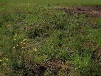 Coincya monensis 23, Muurbloemmosterd, Saxifraga-Hans Boll