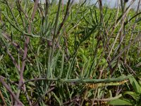 Coincya monensis 26, Muurbloemmosterd, Saxifraga-Ed Stikvoort