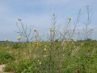 Coincya monensis 27, Muurbloemmosterd, Saxifraga-Ed Stikvoort