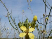 Coincya monensis 29, Muurbloemmosterd, Saxifraga-Ed Stikvoort