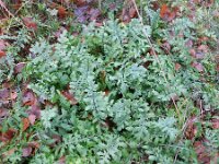 Coincya monensis 5, Muurbloemmosterd, Saxifraga-Rutger Barendse