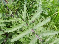 Coincya monensis 6, Muurbloemmosterd, Saxifraga-Rutger Barendse