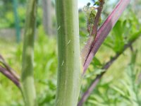 Coincya monensis 7, Muurbloemmosterd, Saxifraga-Rutger Barendse