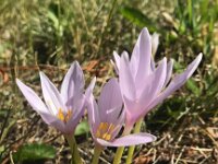 Colchicum alpinum 6, Saxifraga-Harry Jans