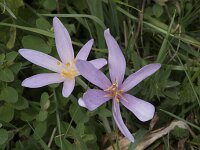 Colchicum autumnale 24, Herfsttijloos, Saxifraga-Willem van Kruijsbergen