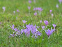Colchicum autumnale 53, Herfstijlloos, Saxifraga-Tom Heijnen