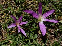 Colchicum montanum 11, Saxifraga-Ed Stikvoort : Espinama - Fuente Dé - Regugio de Aliva s9900