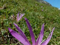 Colchicum montanum 12, Saxifraga-Ed Stikvoort : Espinama - Fuente Dé - Regugio de Aliva s9900