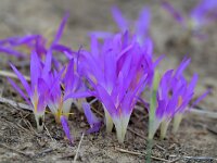 Colchicum montanum 2, Saxifraga-Tom Heijnen
