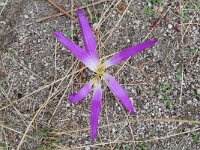 Colchicum montanum 3, Saxifraga-Tom Heijnen