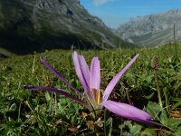 Colchicum montanum 4, Saxifraga-Ed Stikvoort : Espinama - Fuente Dé - Regugio de Aliva s9900