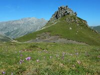 Colchicum montanum 6, Saxifraga-Ed Stikvoort : Espinama - Fuente Dé - Regugio de Aliva s9900