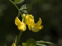 Colutea arborescens 10, Europese blazenstruik, Saxifraga-Jan van der Straaten