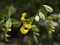 Colutea arborescens 11, Europese blazenstruik, Saxifraga-Jan van der Straaten