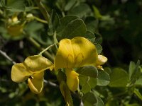Colutea arborescens 13, Europese blazenstruik, Saxifraga-Jan van der Straaten