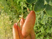 Colutea arborescens 15, Europese blazenstruik, Saxifraga-Rutger Barendse