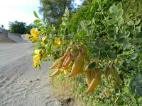 Colutea arborescens 17, Europese blazenstruik, Saxifraga-Rutger Barendse