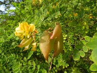 Colutea arborescens 19, Europese blazenstruik, Saxifraga-Rutger Barendse