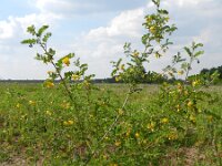 Colutea arborescens 20, Europese blazenstruik, Saxifraga-Rutger Barendse