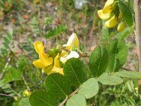 Colutea arborescens 22, Europese blazenstruik, Saxifraga-Rutger Barendse