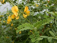 Colutea arborescens 25, Europese blazenstruik, Saxifraga-Ed Stikvoort