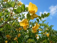 Colutea arborescens 26, Europese blazenstruik, Saxifraga-Ed Stikvoort