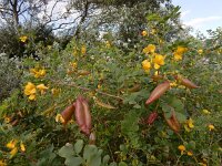 Colutea arborescens 27, Europese blazenstruik, Saxifraga-Ed Stikvoort